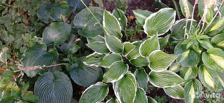 Крупномеры сортовых хост