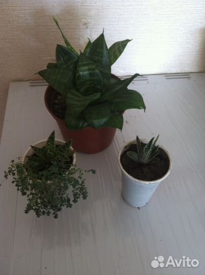 Цветы домашние продам
