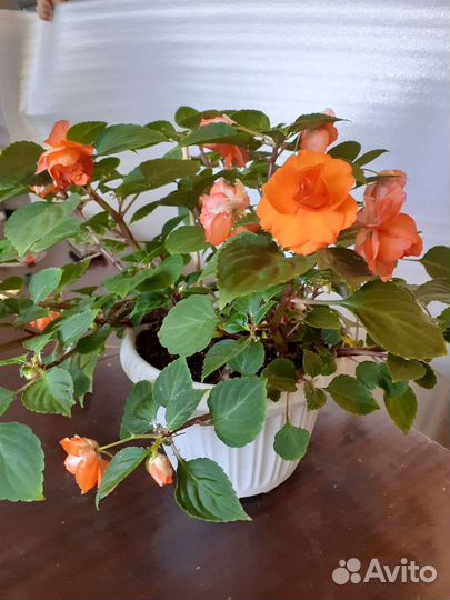 Комнатные цветы