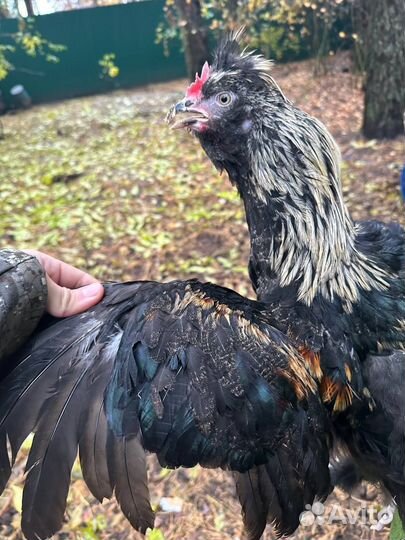 Петухи молодые