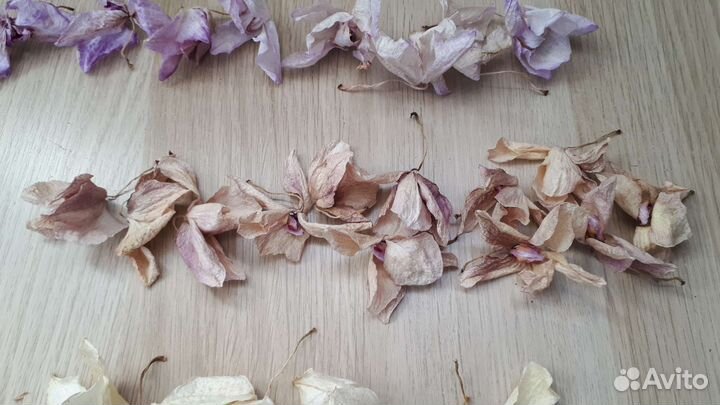 Засушенные цветки фаленопсиса (орхидеи)