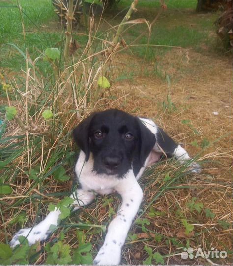 Собака в добрые руки, щенок в дар, бесплатно