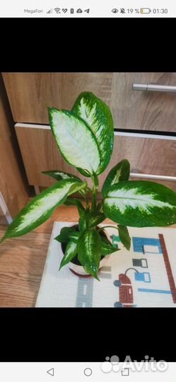 Диффенбахия редкий сорт