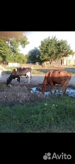 Коровы