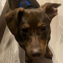 Джек-рассел-терьер, щенок