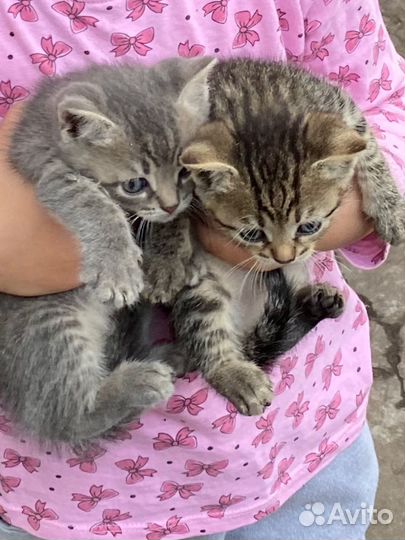 Котята в добрые руки бесплатно