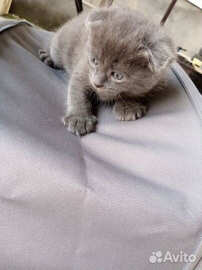 Кошки породистые