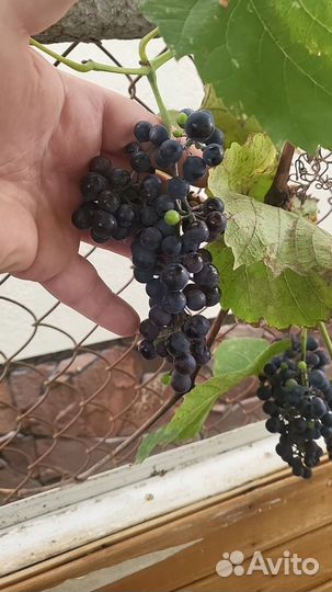 Виноград