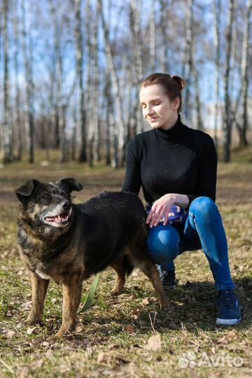 Балин-пампушка, уютная собаченька ищет дом