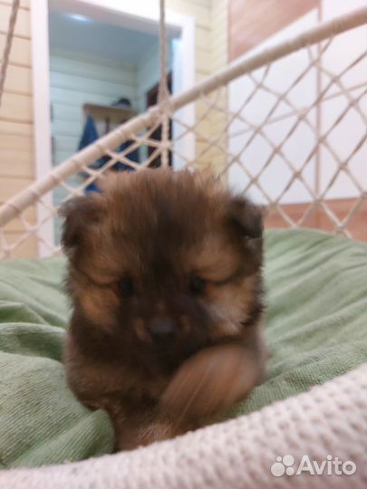 Щенки немецкого шпица