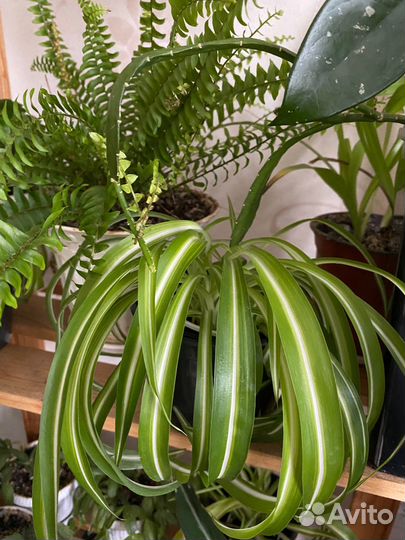 Хлорофитум кудрявый(домашние,комнатные цветы)