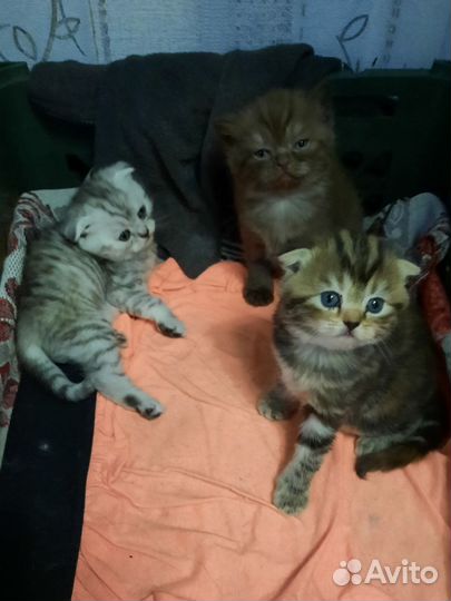 Шотландские котята