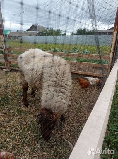 Баран курдючный