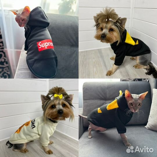 Одежда для собак