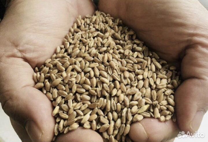 Зерно пшеница