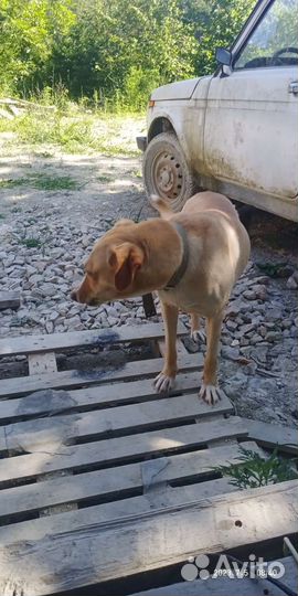 Собака в добрые руки