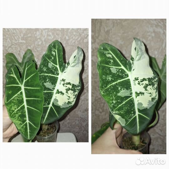 Алоказия Фрайдек вар