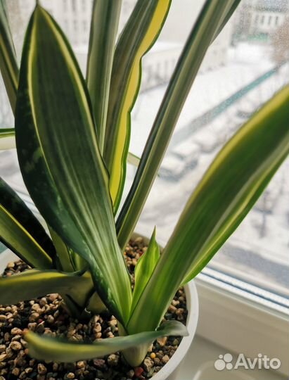 Сансевиерия моргенштерн
