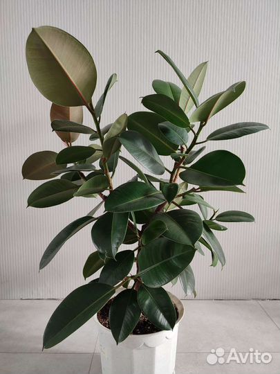 Фикусы, панданус