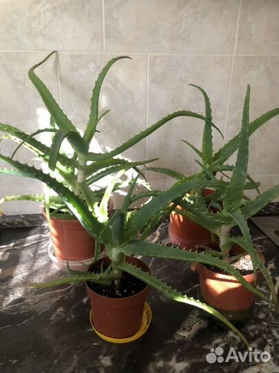 Алоэ столетник