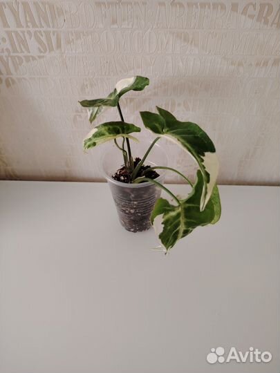 Сингониум 2