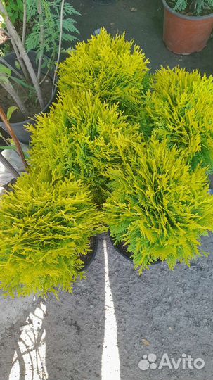 Туя шаровидная Мириам