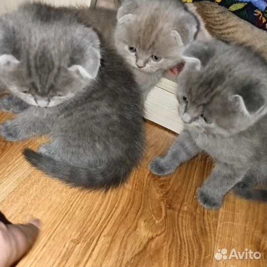 Вислоухие котята