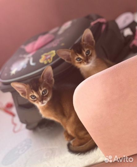Абиссинские котята