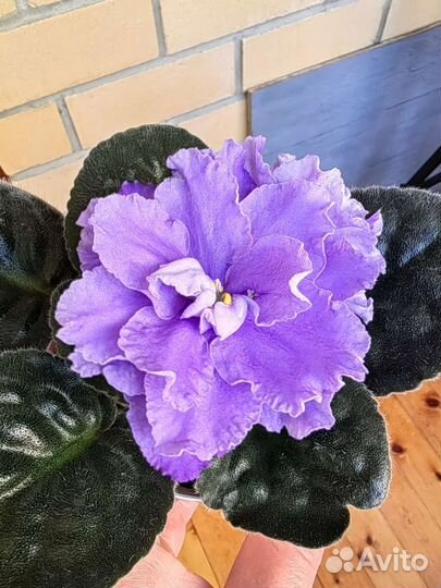 Фиалки цветущие