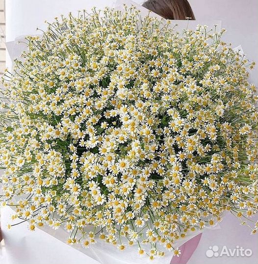 Ромашки букет