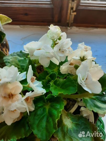 Цветущие фиалки