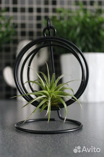 Подставка для тилландсии