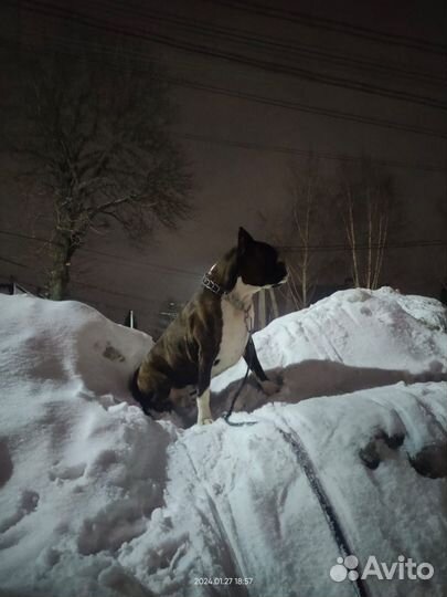 Немецкий боксер