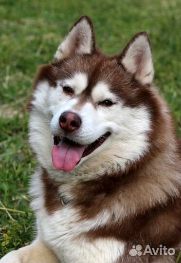 Корги для фотосессий