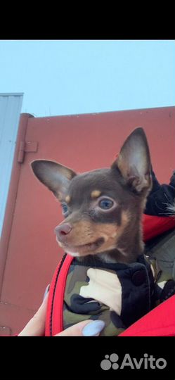 Вязка Той-терьер