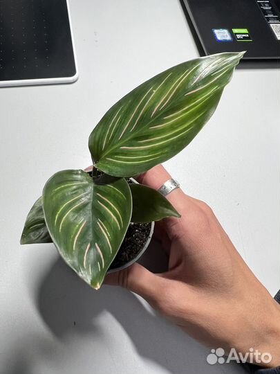 Калатея орната сандериана