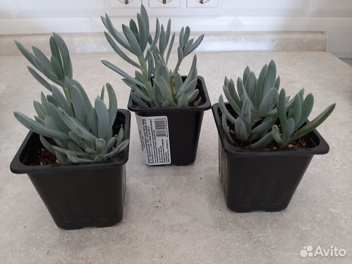 Крестовник (сенецио) фикусовидный