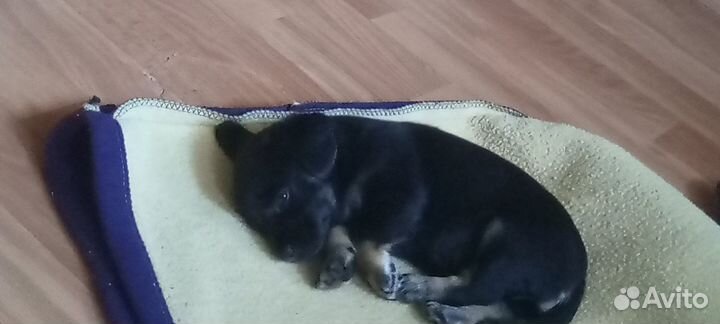 Отдам в добрые руки собаку -дворняжку