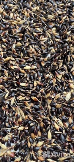 Продаю семена суданки оптом