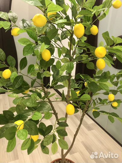 Дерево Лимон Новые