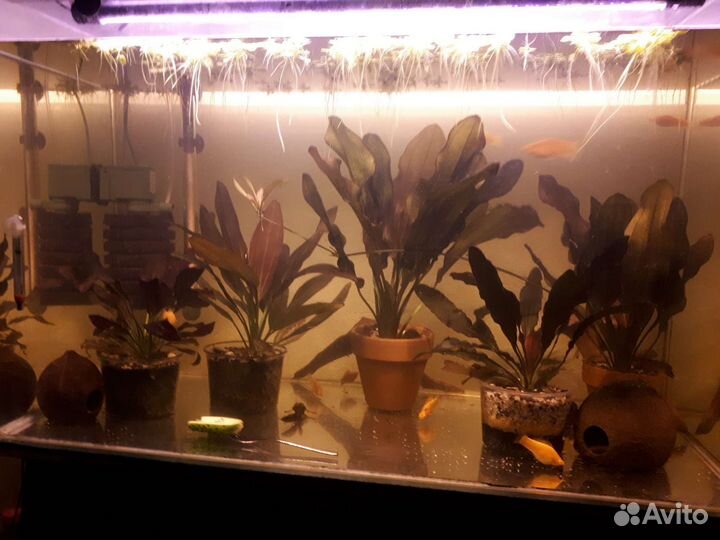 Эхинодорус