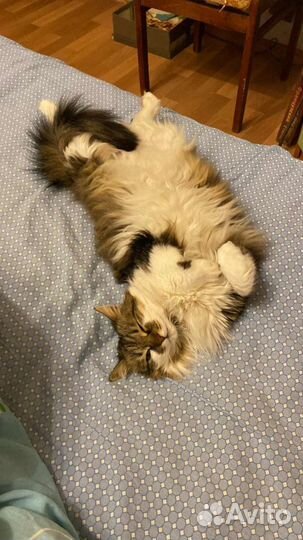 Отдам кошку из за аллергии