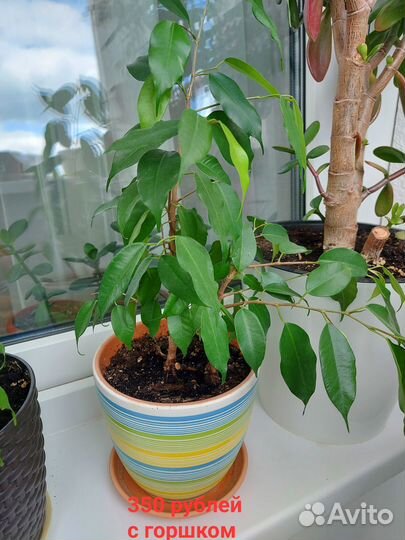 Комнатные цветы