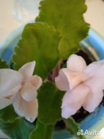 Домашние цветы