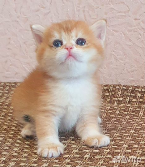 Золотые шиншиллки)