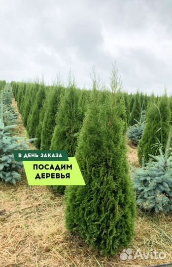 Туи в ассортименте: Колумна, Брабант, Смарагд