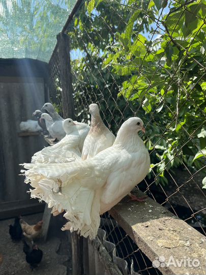 Продажа голубей