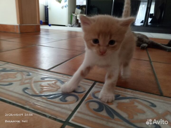 Котята 1 месяц