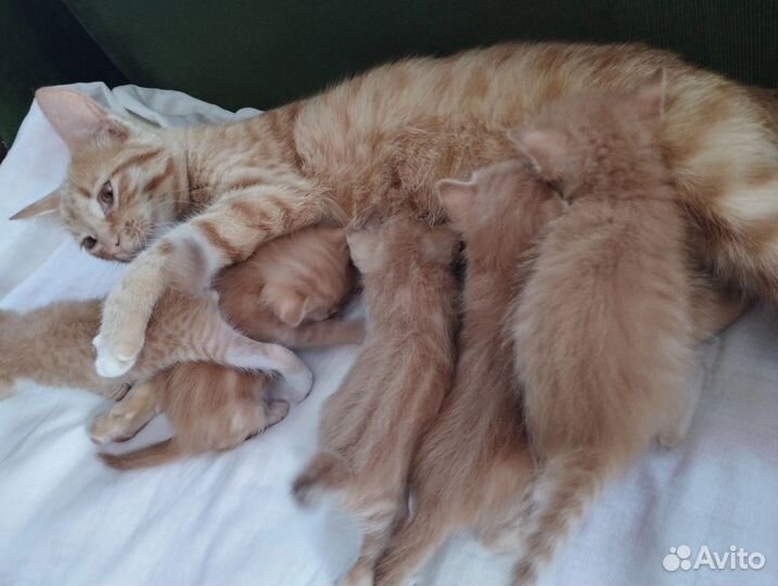 Котята рыжики