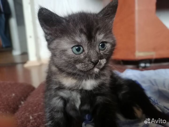 Котята в хорошие руки